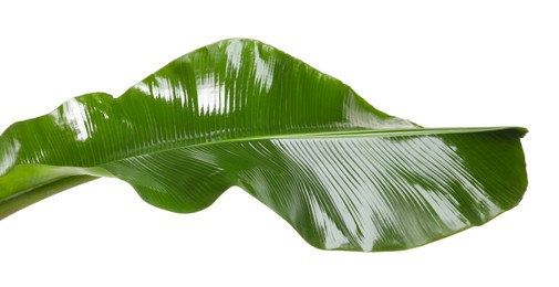 Fresh green banana tree leaf isolated on white