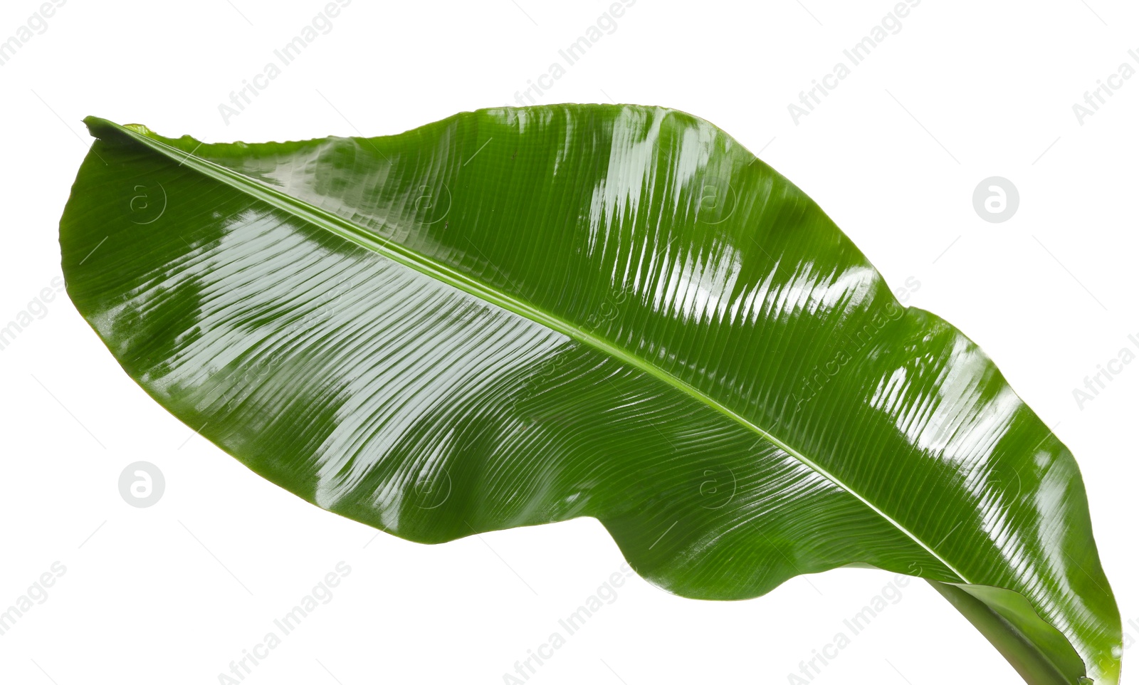 Photo of Fresh green banana tree leaf isolated on white