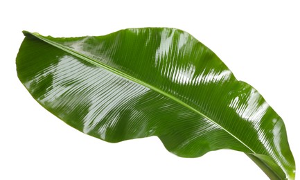 Fresh green banana tree leaf isolated on white