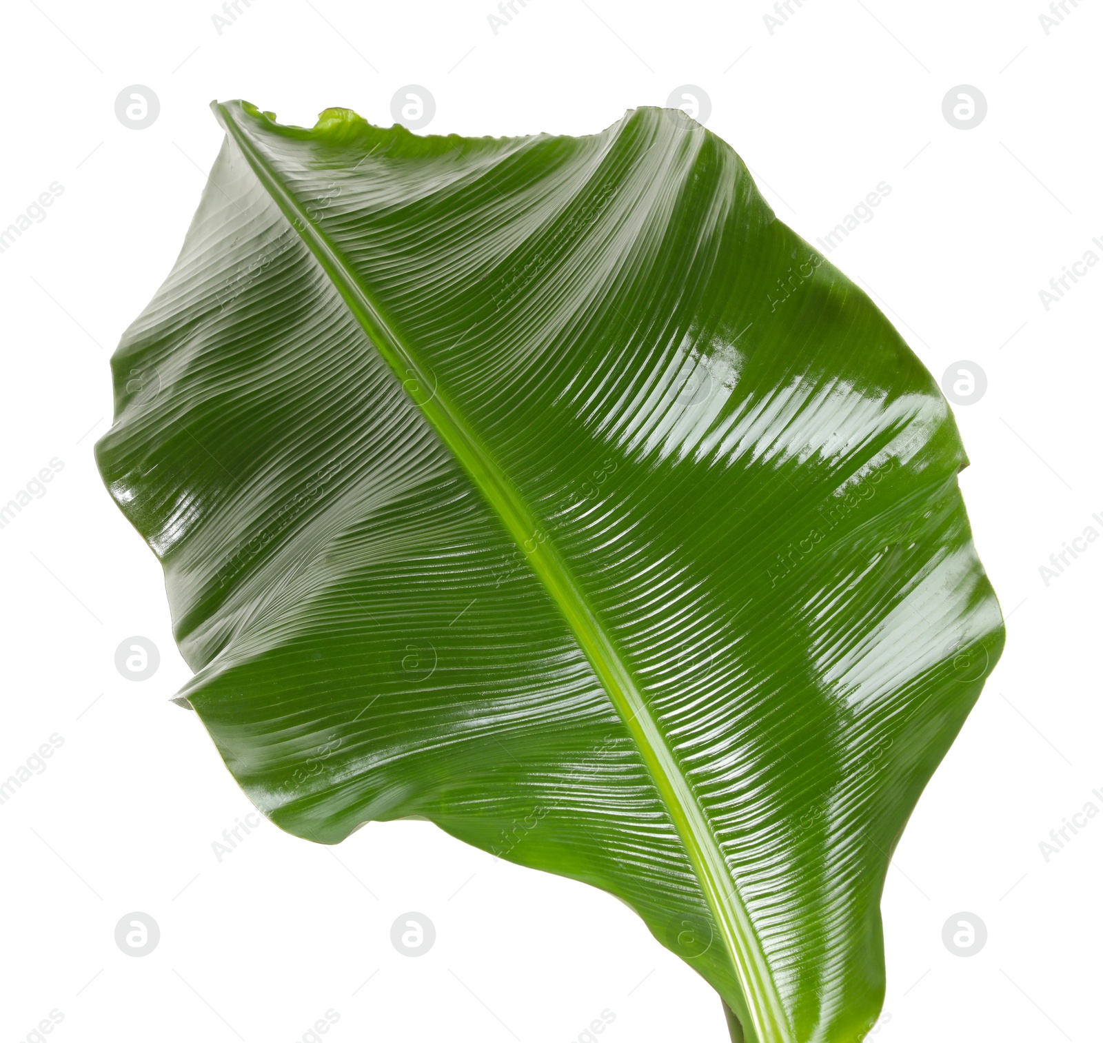 Photo of Fresh green banana tree leaf isolated on white