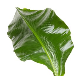 Fresh green banana tree leaf isolated on white