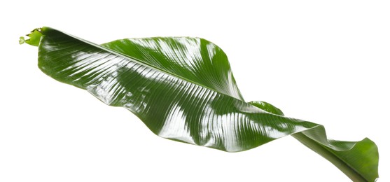 Photo of Fresh green banana tree leaf isolated on white