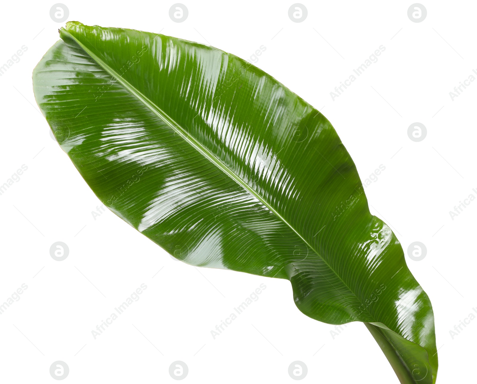 Photo of Fresh green banana tree leaf isolated on white