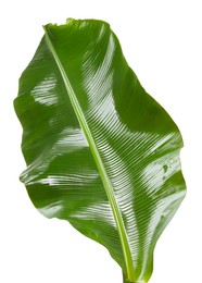 Fresh green banana tree leaf isolated on white