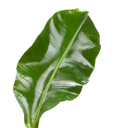 Fresh green banana tree leaf isolated on white