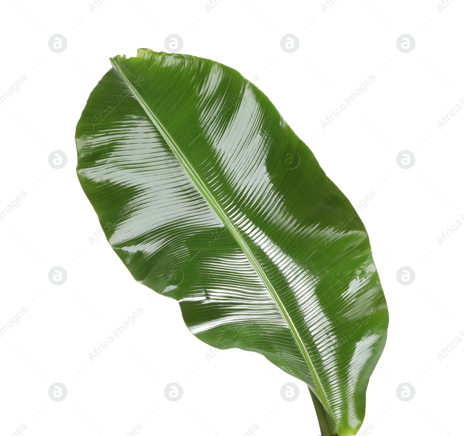 Photo of Fresh green banana tree leaf isolated on white