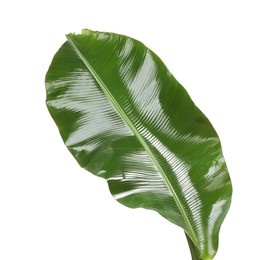 Fresh green banana tree leaf isolated on white