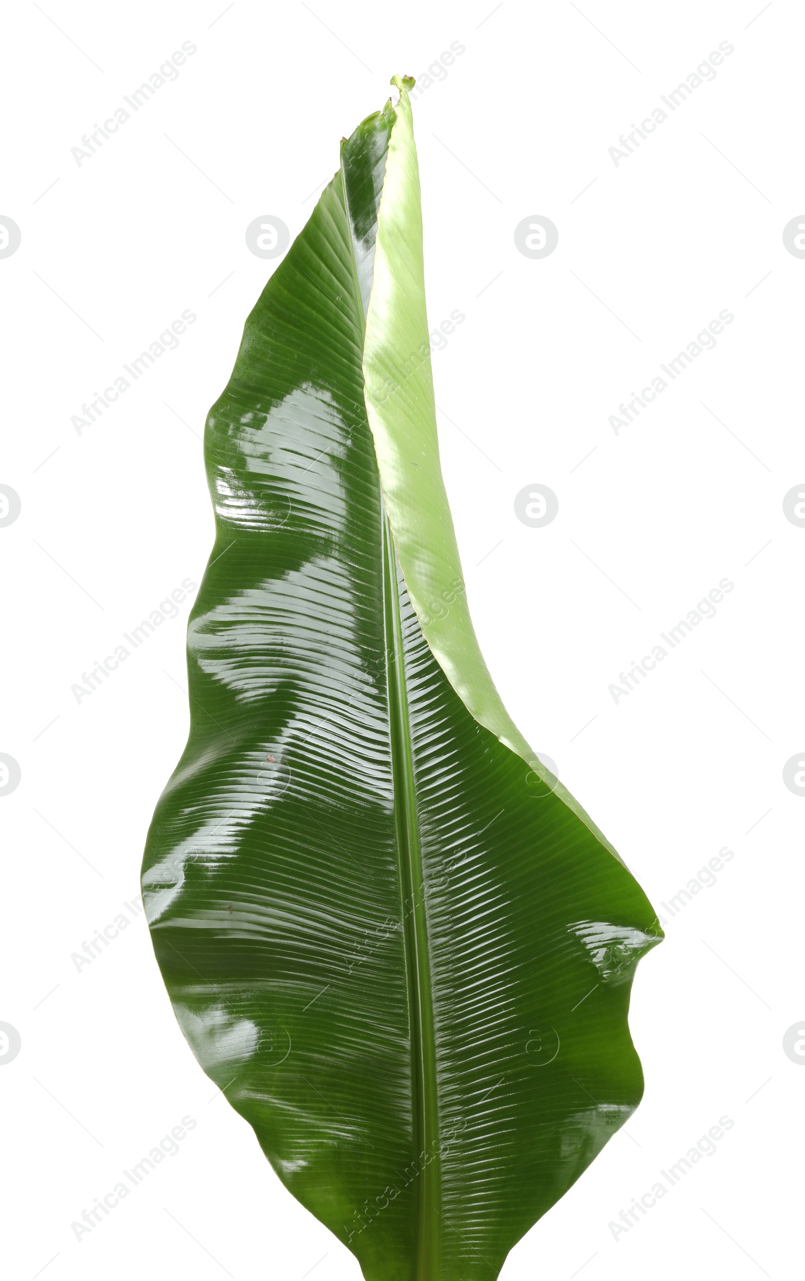 Photo of Fresh green banana tree leaf isolated on white