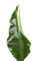 Photo of Fresh green banana tree leaf isolated on white