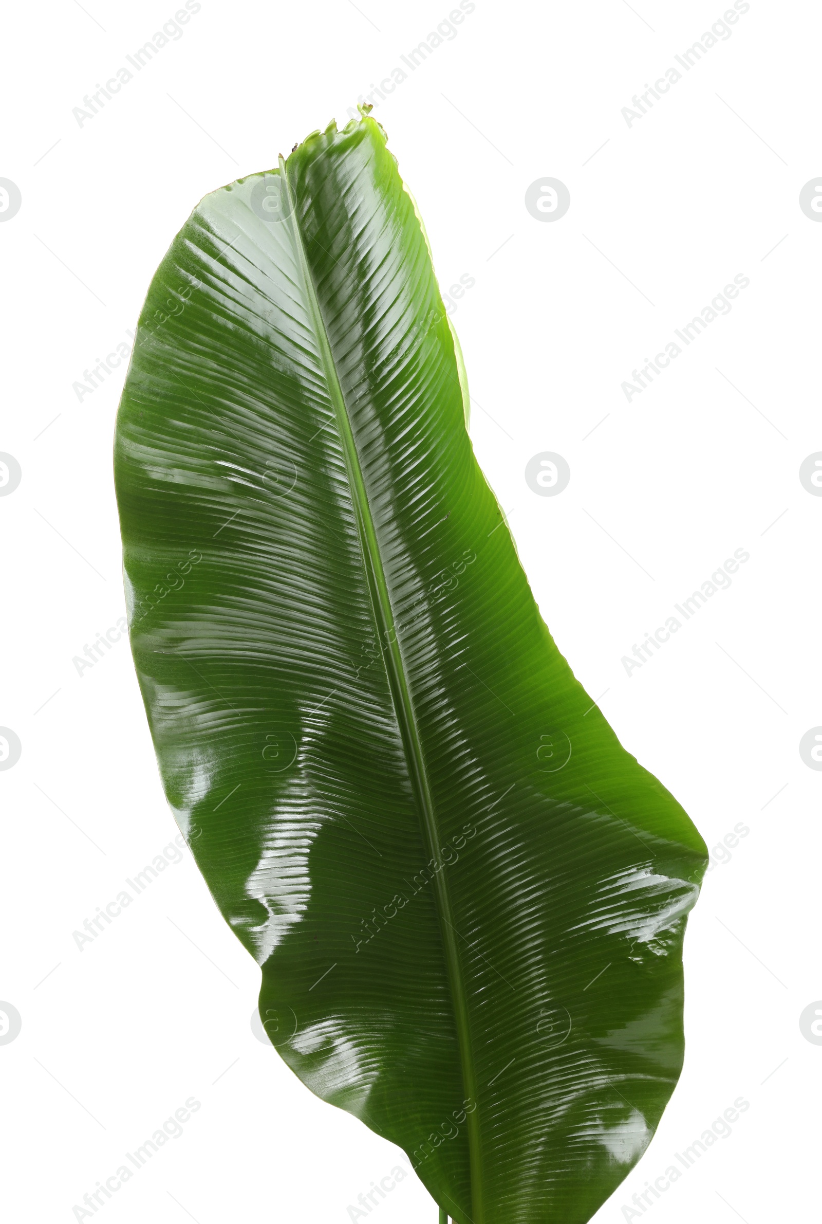 Photo of Fresh green banana tree leaf isolated on white