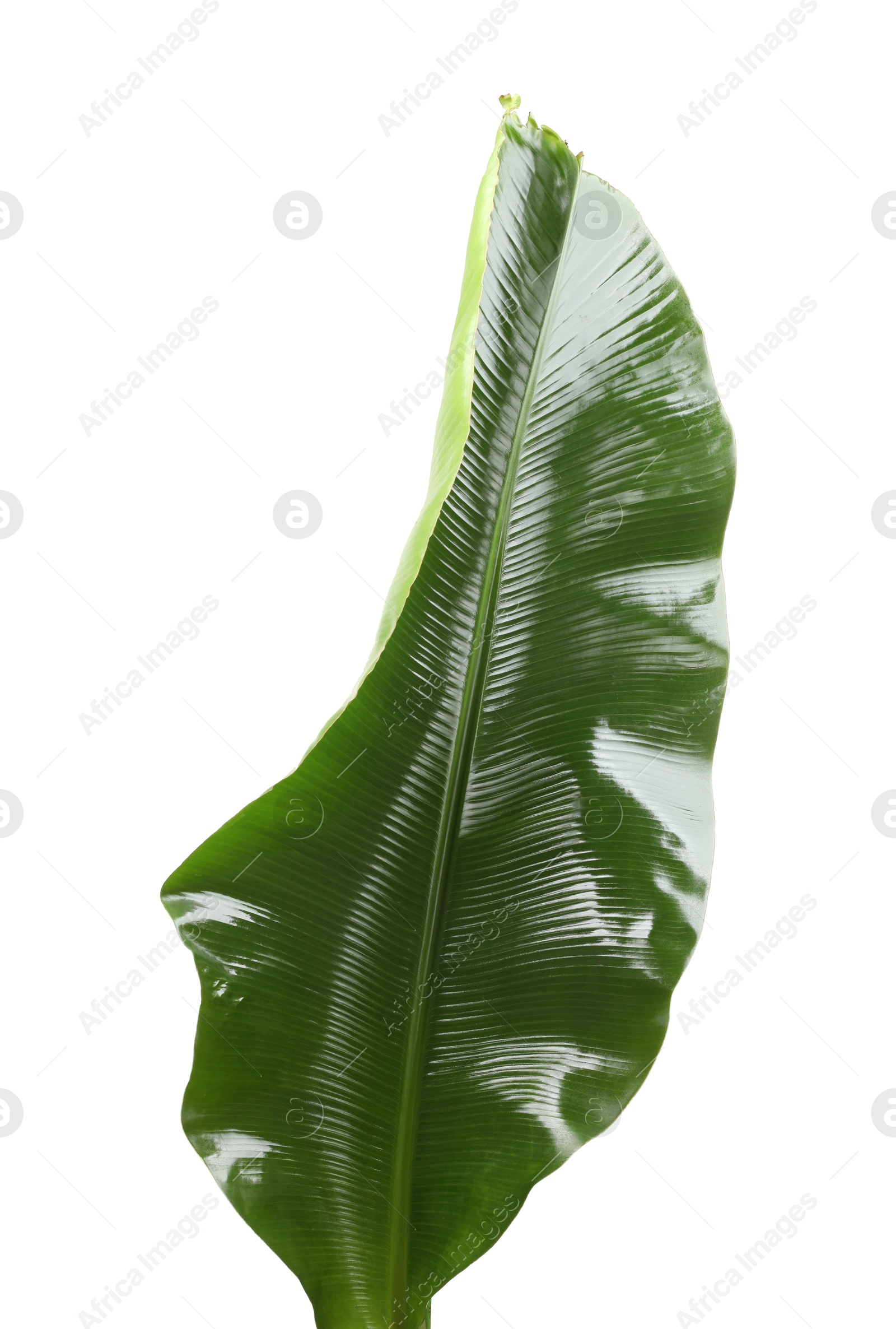 Photo of Fresh green banana tree leaf isolated on white