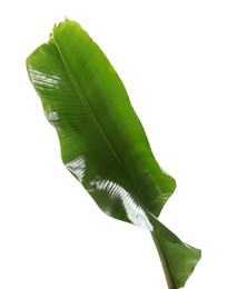 Fresh green banana tree leaf isolated on white