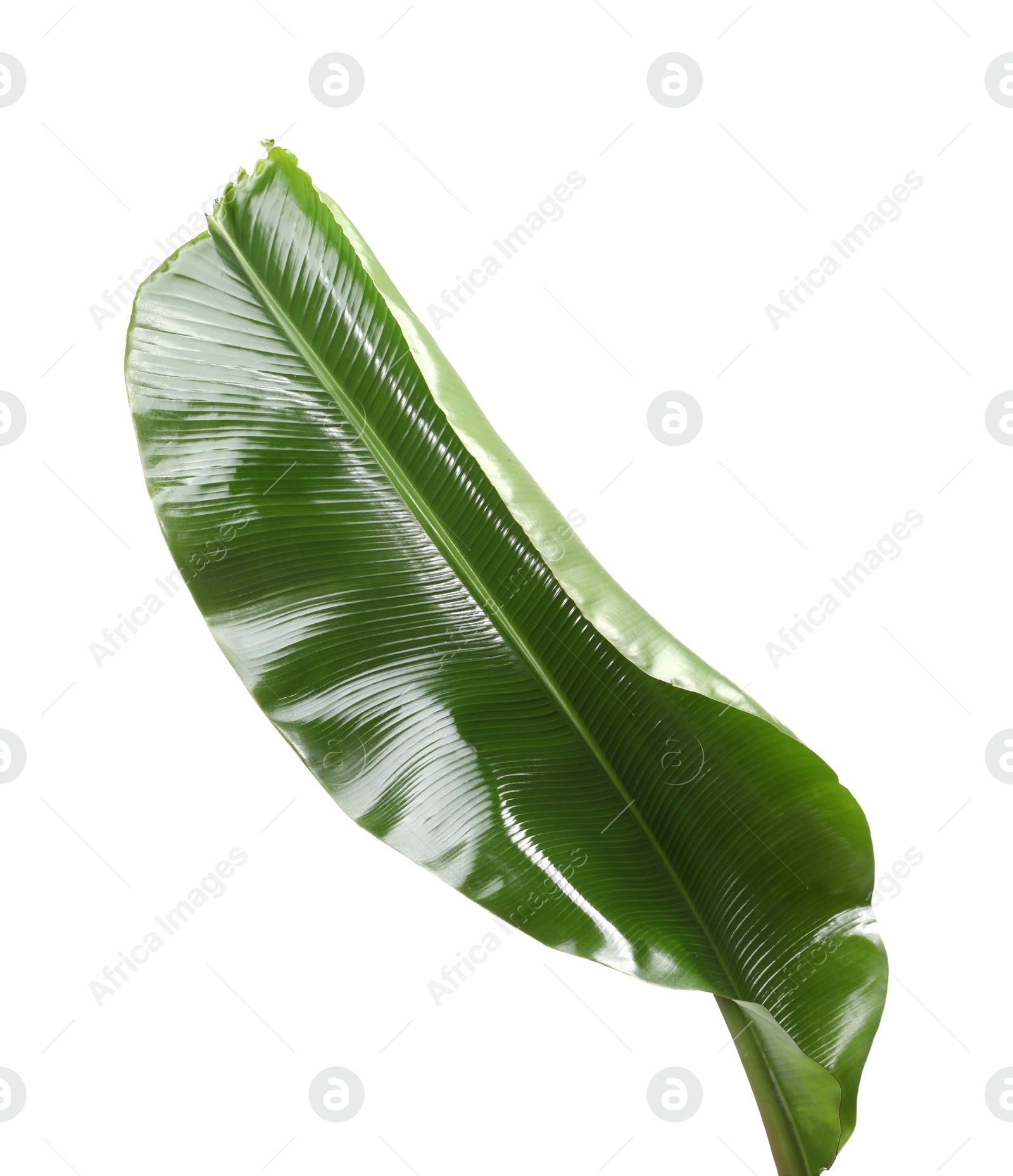 Photo of Fresh green banana tree leaf isolated on white