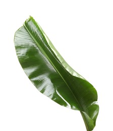 Photo of Fresh green banana tree leaf isolated on white