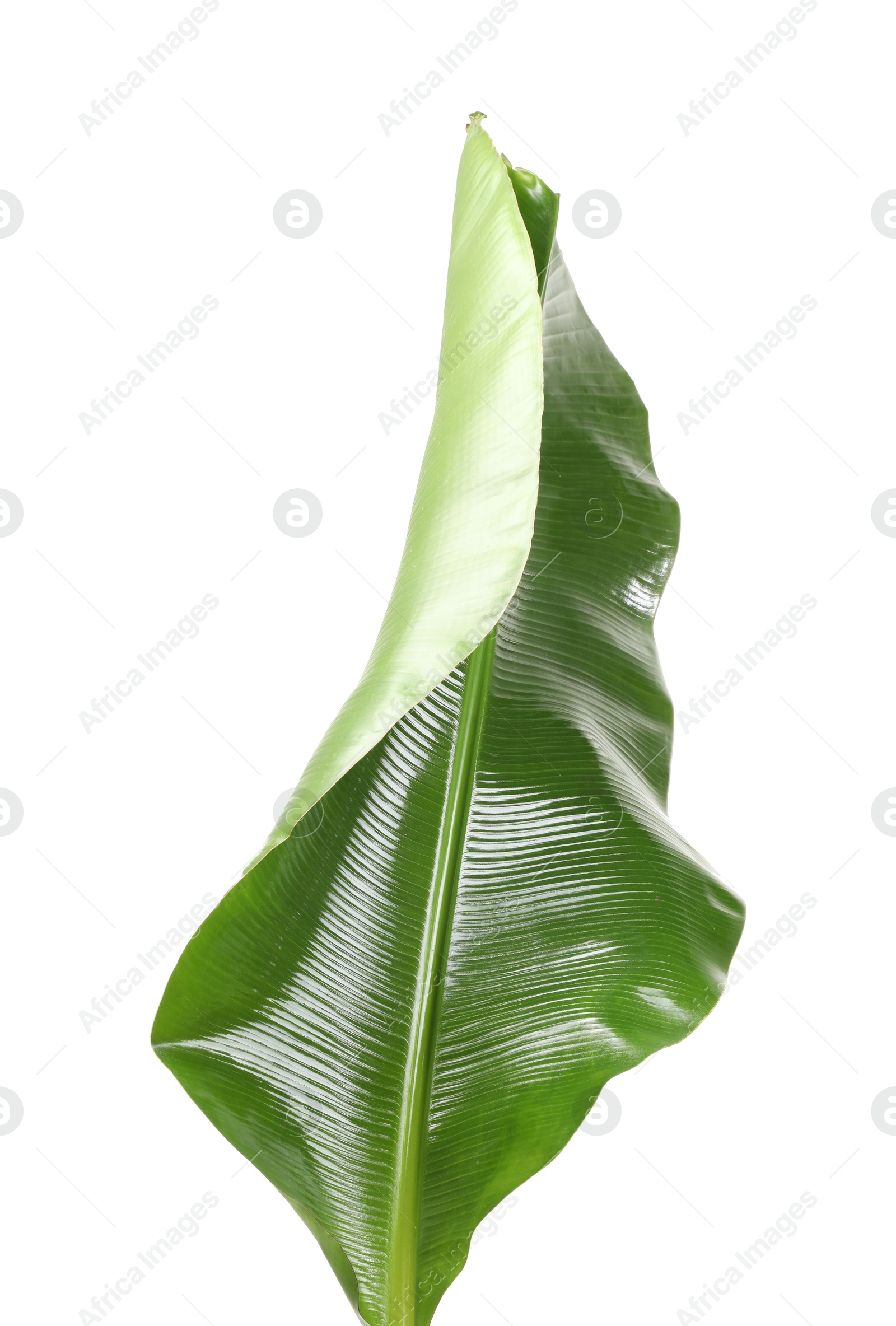 Photo of Fresh green banana tree leaf isolated on white