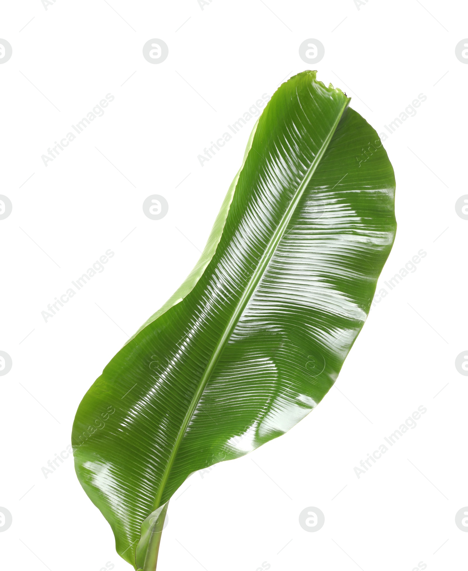 Photo of Fresh green banana tree leaf isolated on white