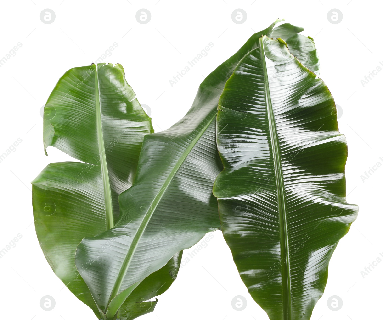 Photo of Fresh green banana tree leaves isolated on white