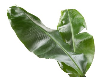 Photo of Fresh green banana tree leaves isolated on white