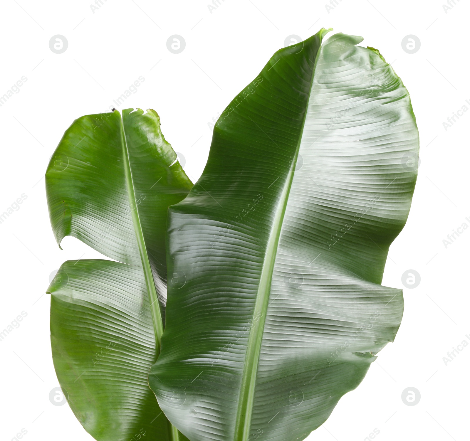 Photo of Fresh green banana tree leaves isolated on white