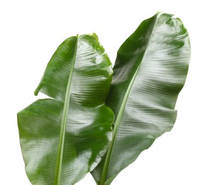 Fresh green banana tree leaves isolated on white