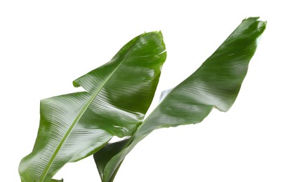 Photo of Fresh green banana tree leaves isolated on white