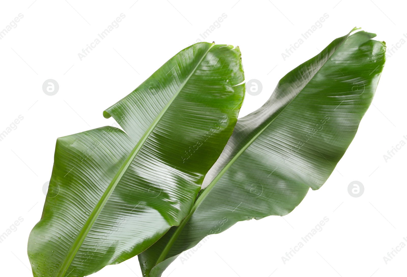 Photo of Fresh green banana tree leaves isolated on white