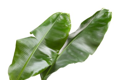 Fresh green banana tree leaves isolated on white