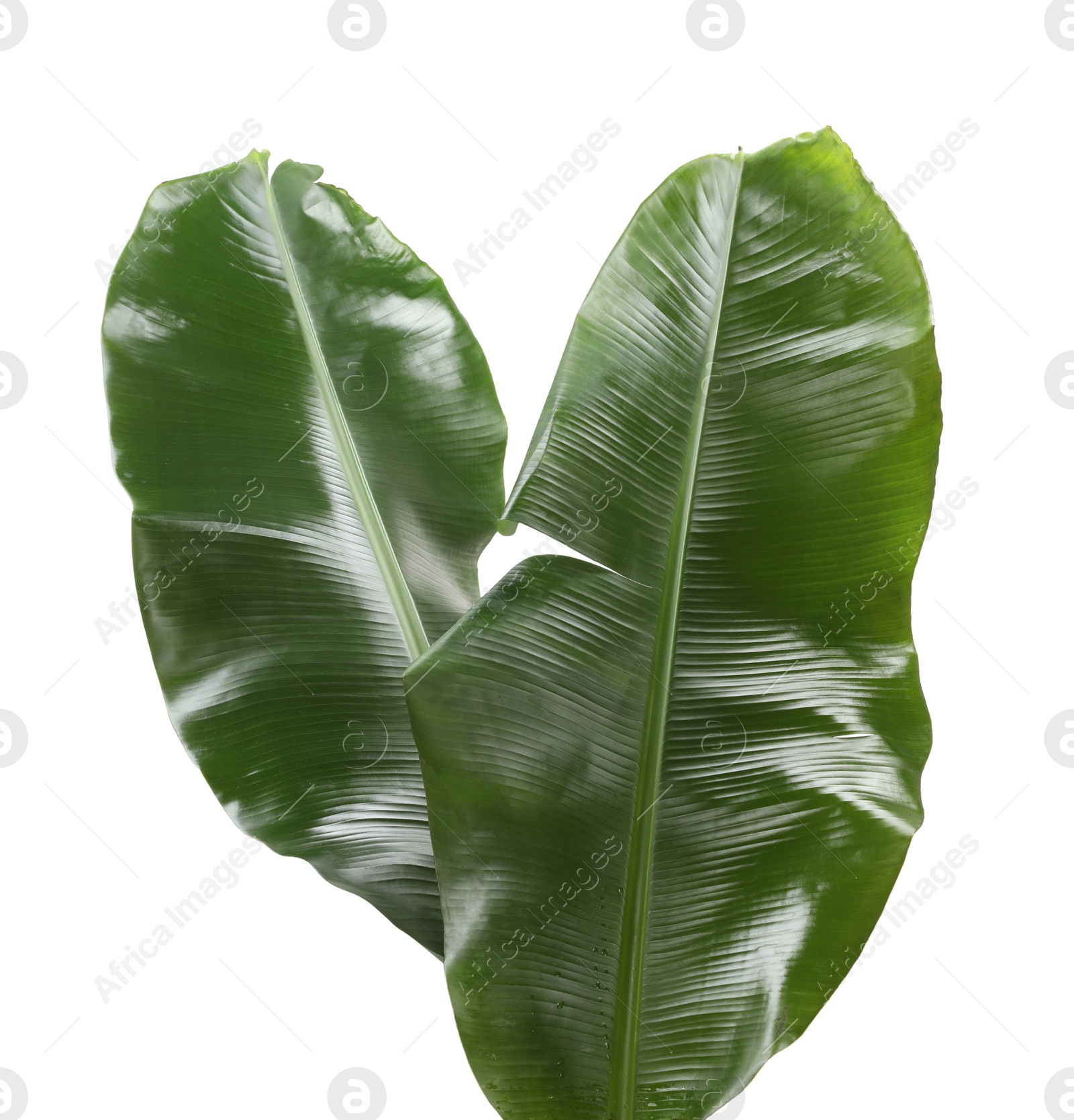 Photo of Fresh green banana tree leaves isolated on white