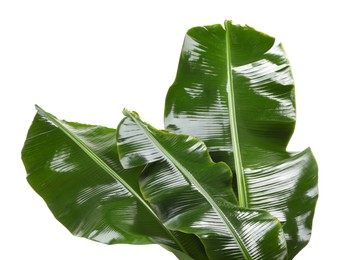 Photo of Fresh green banana tree leaves isolated on white