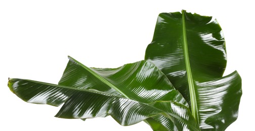 Fresh green banana tree leaves isolated on white