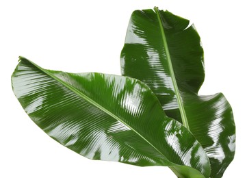 Photo of Fresh green banana tree leaves isolated on white