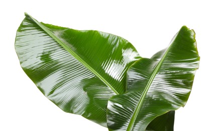 Fresh green banana tree leaves isolated on white