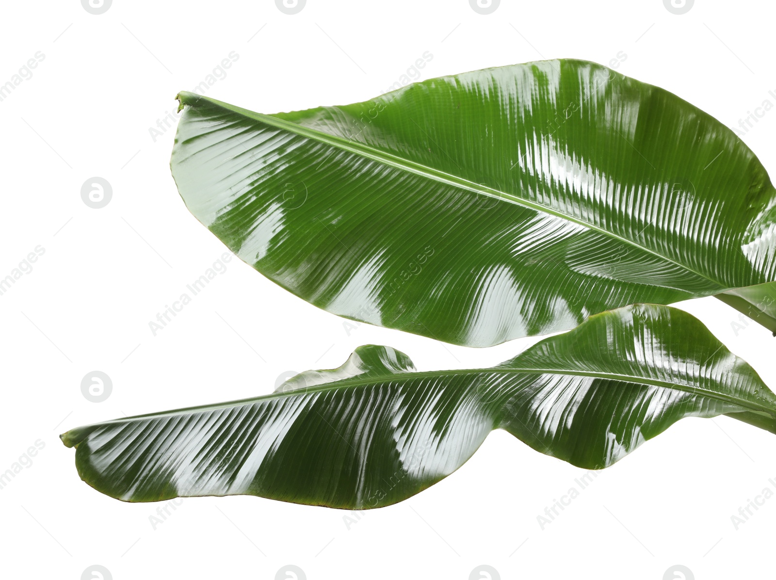 Photo of Fresh green banana tree leaves isolated on white