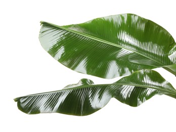 Photo of Fresh green banana tree leaves isolated on white