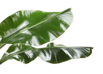 Photo of Fresh green banana tree leaves isolated on white