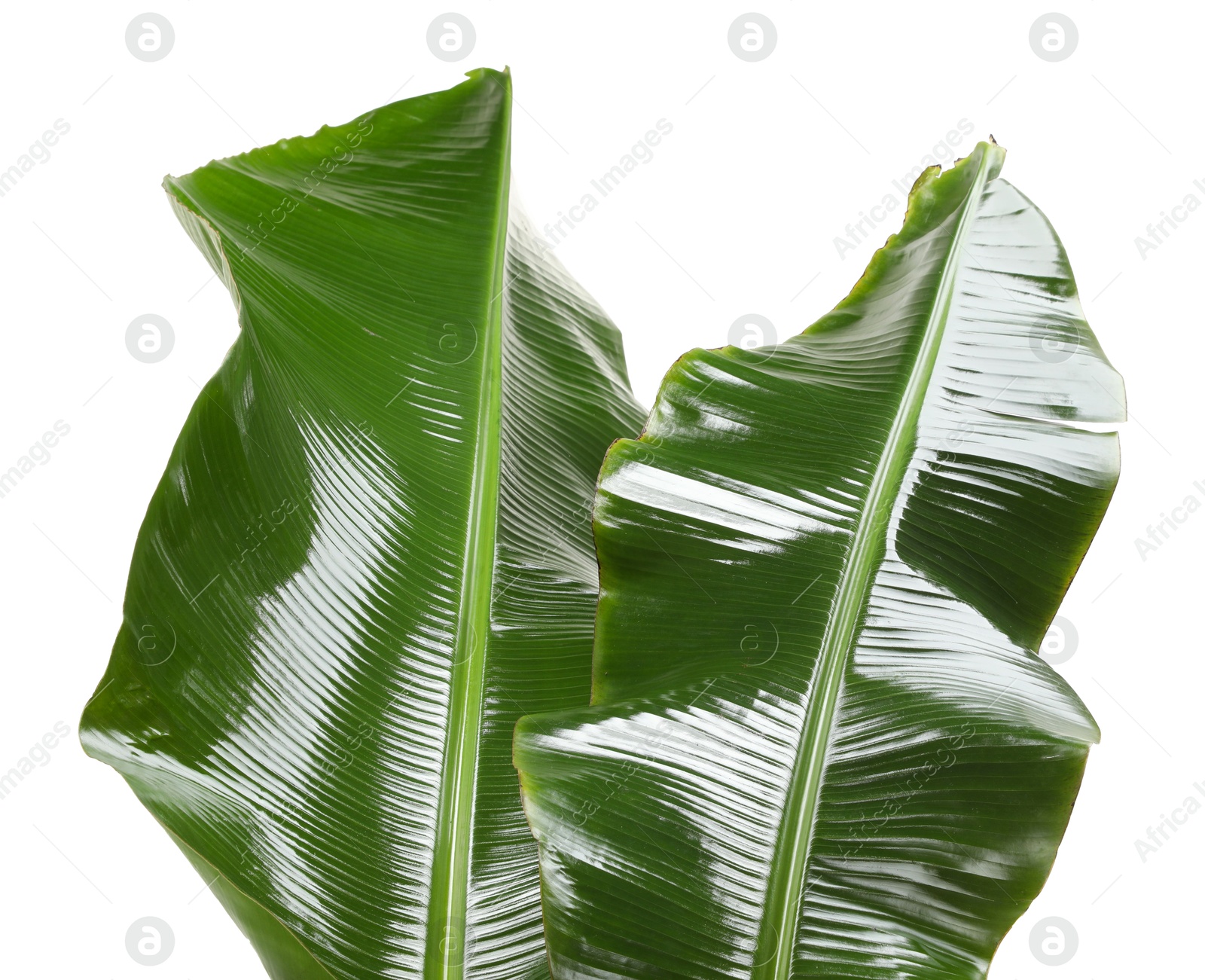 Photo of Fresh green banana tree leaves isolated on white