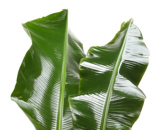 Fresh green banana tree leaves isolated on white