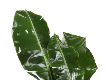 Fresh green banana tree leaves isolated on white