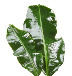 Photo of Fresh green banana tree leaves isolated on white