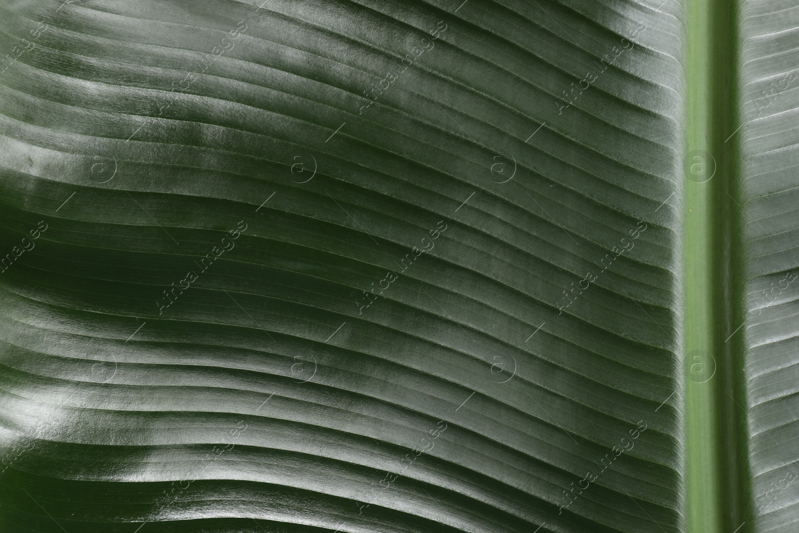 Photo of Fresh green banana tree leaf as background, closeup