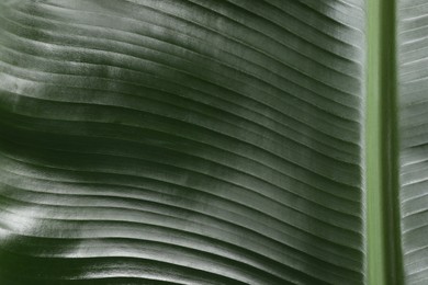 Photo of Fresh green banana tree leaf as background, closeup