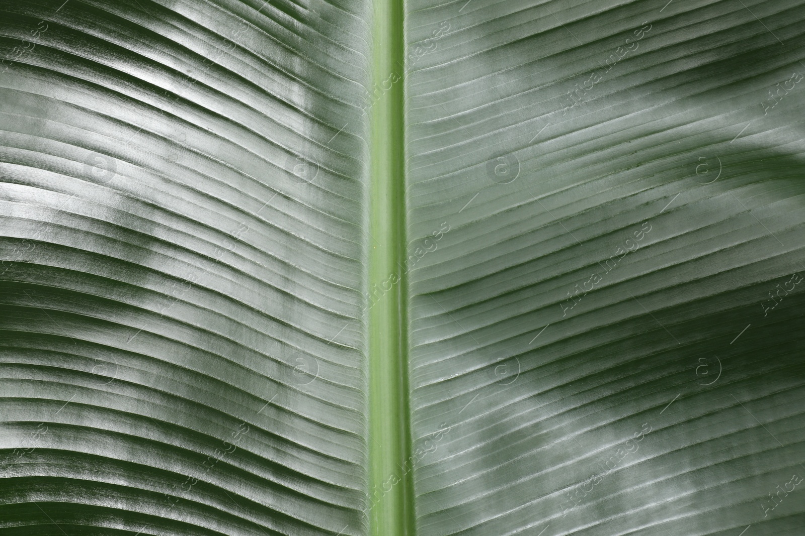 Photo of Fresh green banana tree leaf as background, closeup