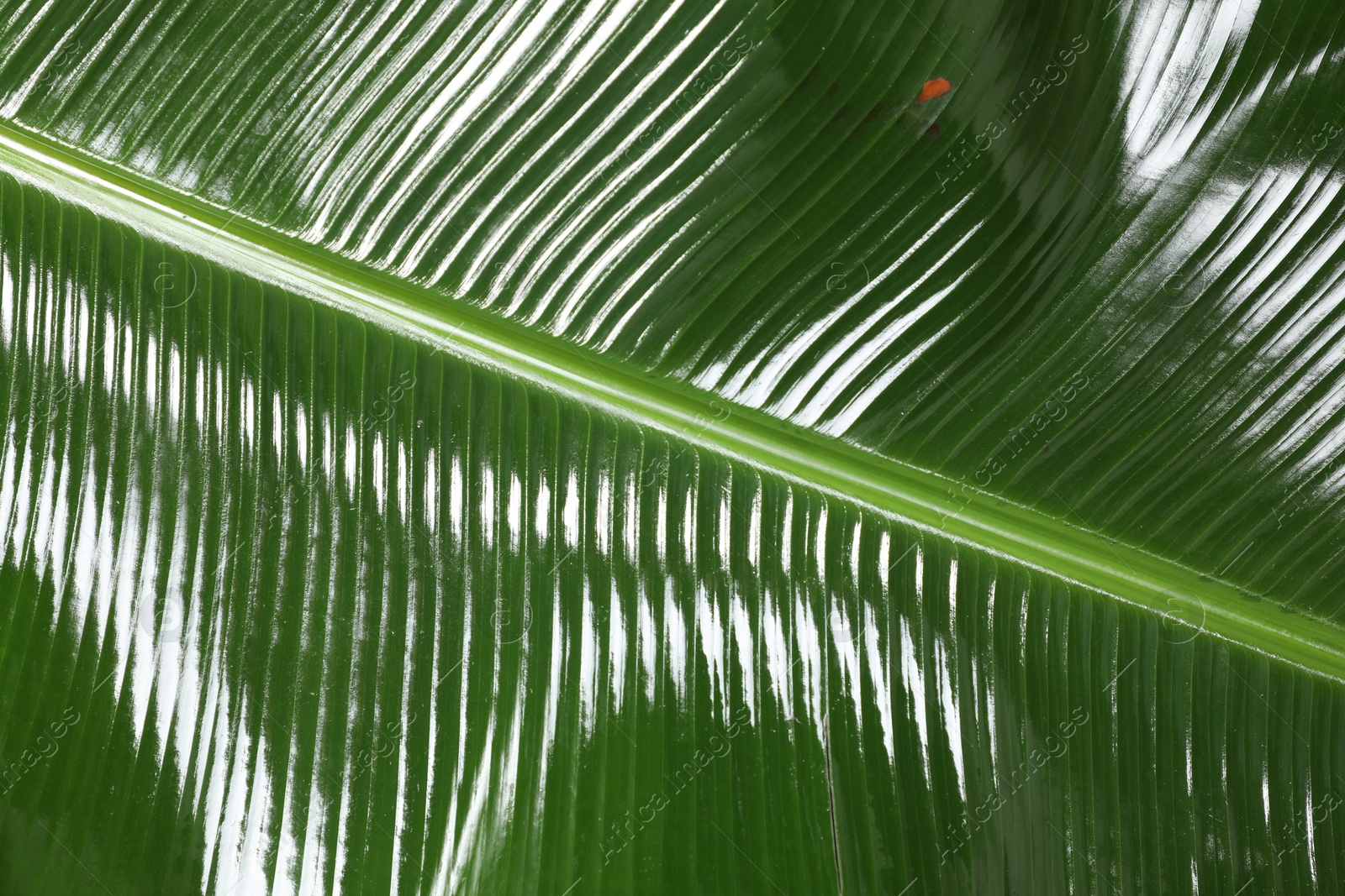 Photo of Fresh green banana tree leaf as background, closeup