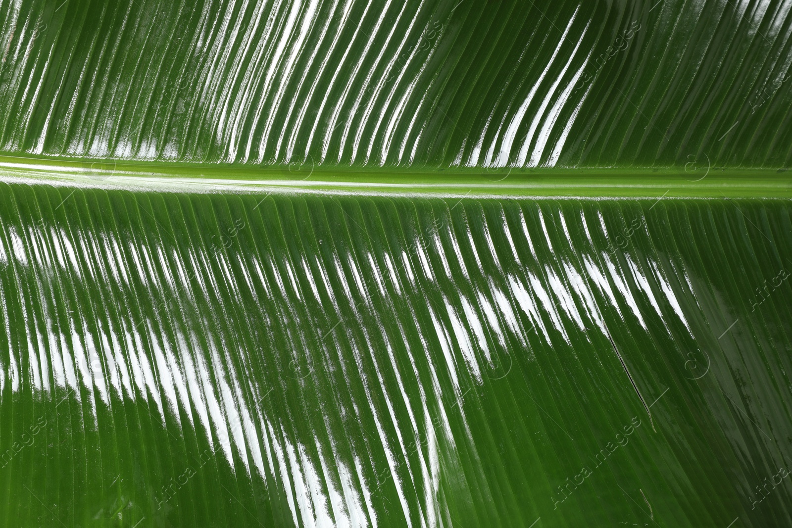 Photo of Fresh green banana tree leaf as background, closeup