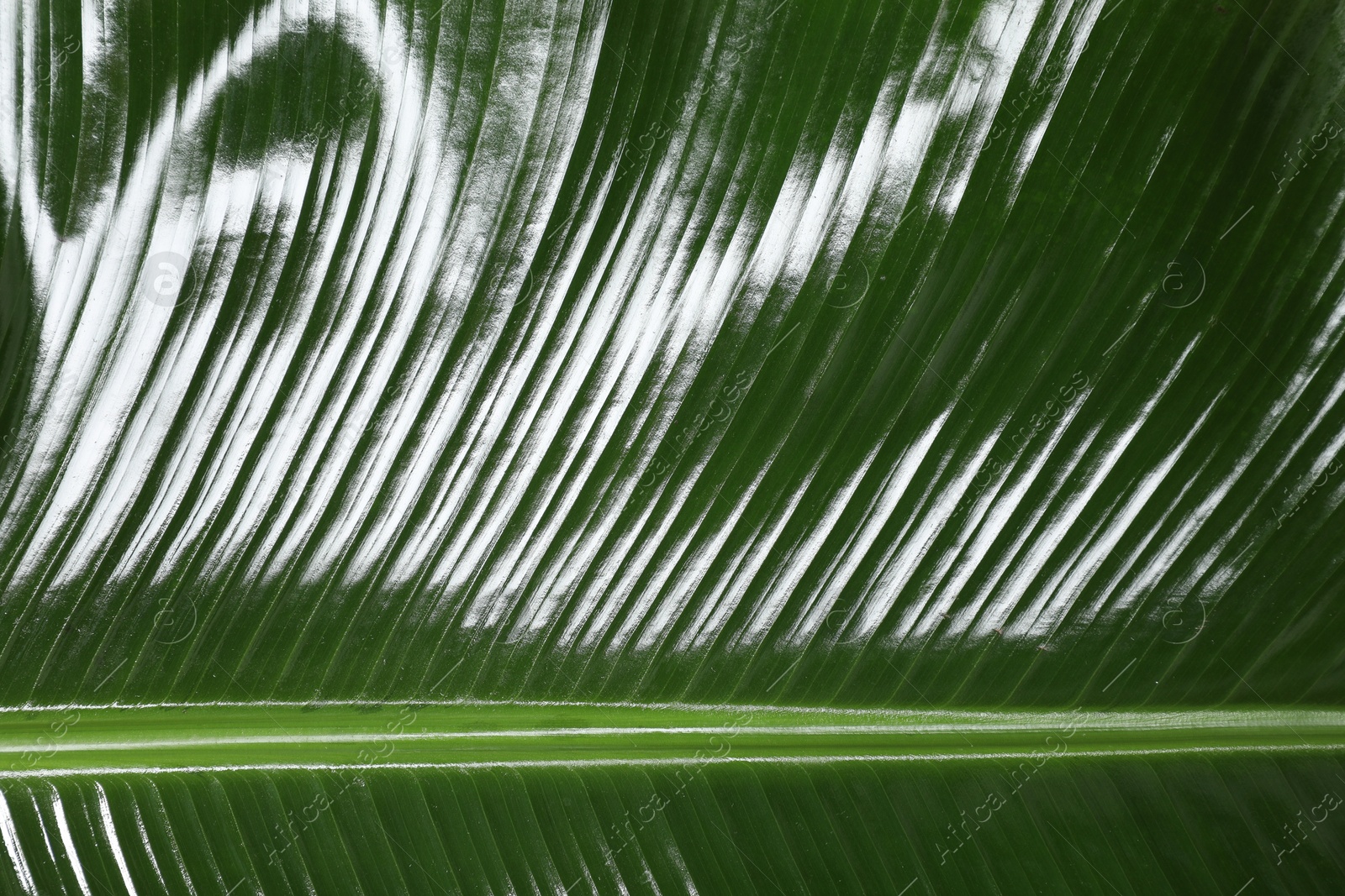 Photo of Fresh green banana tree leaf as background, closeup