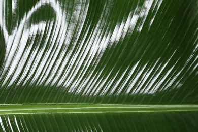 Fresh green banana tree leaf as background, closeup