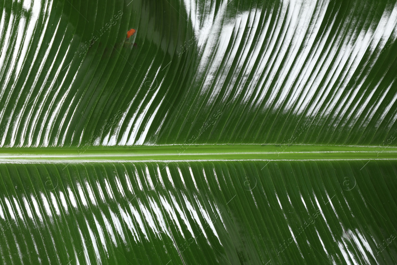 Photo of Fresh green banana tree leaf as background, closeup