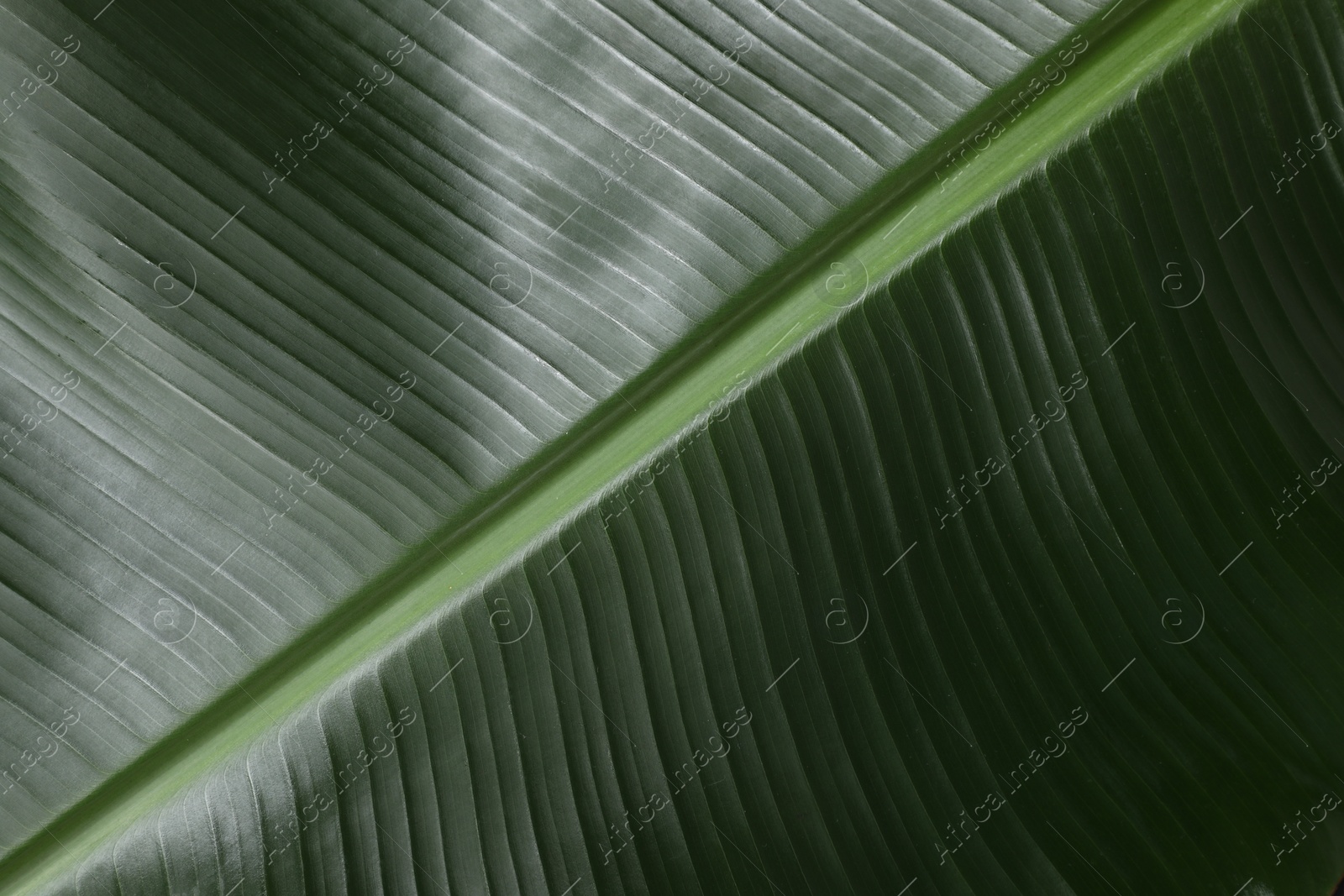 Photo of Fresh green banana tree leaf as background, closeup