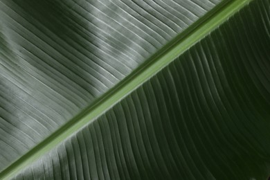 Photo of Fresh green banana tree leaf as background, closeup