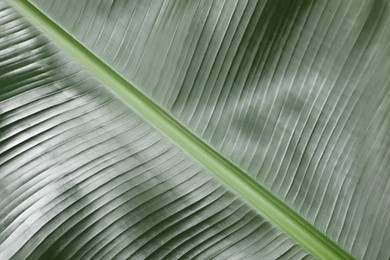 Fresh green banana tree leaf as background, closeup